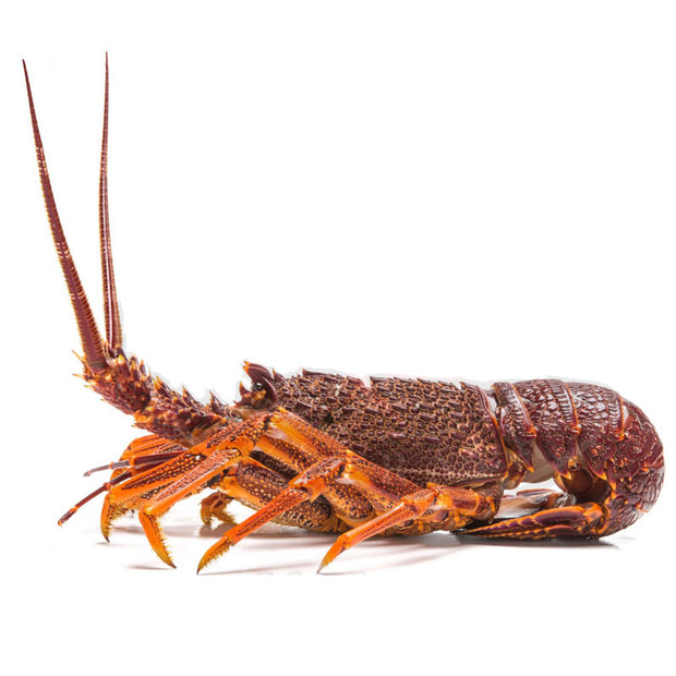 (LIVE) Australia Rock Lobster 600-700G