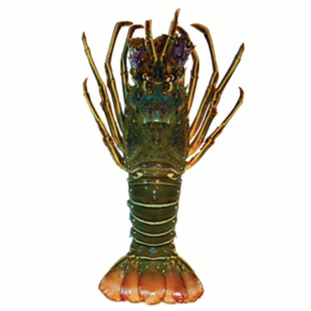 Live Green Lobster (Local) 400-500g/pc