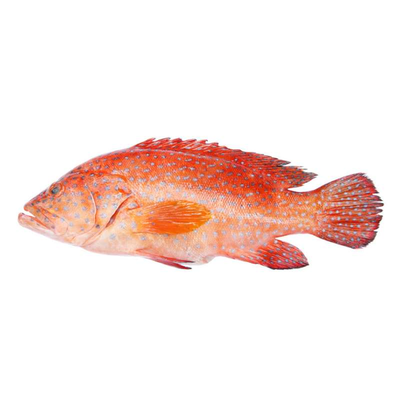 Fresh Red Grouper (500g-600g)