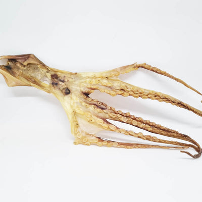 Dried Octopus (八爪鱼)