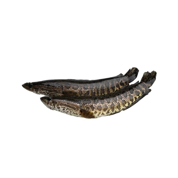 Fresh Snakehead Fish (Head Only)