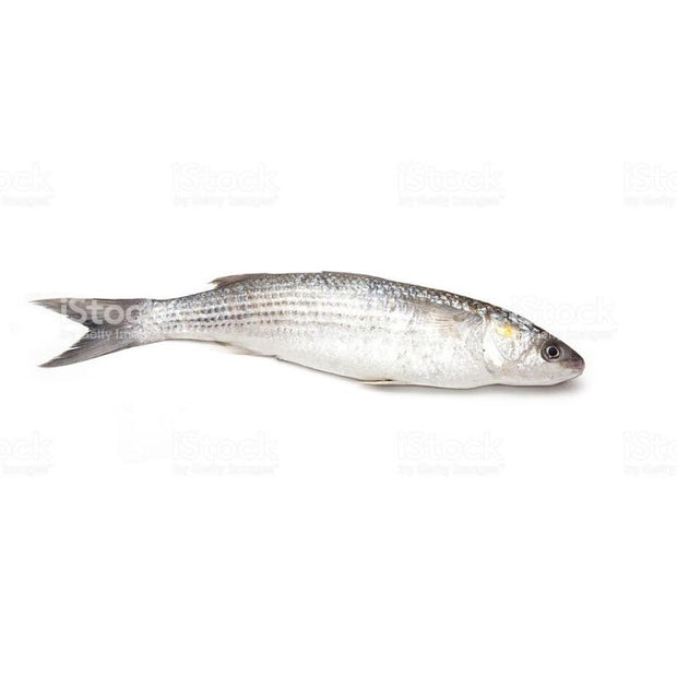 Mullet (Black Fish) (~500g)